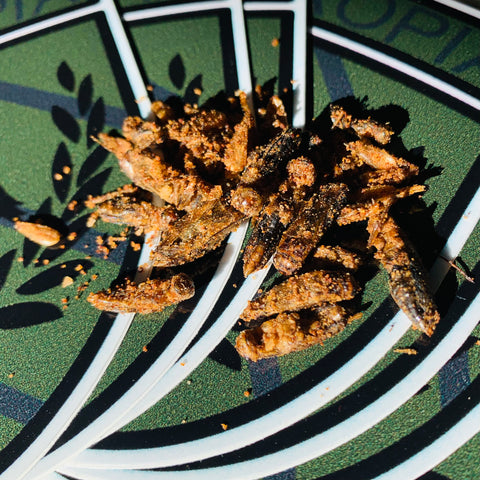 Atropian Survival Rations (Whole Roasted Crickets)